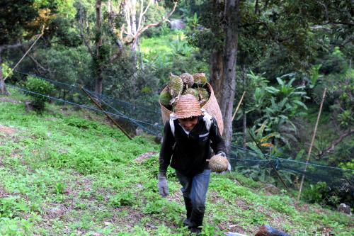 PG06_23062015_DURIAN_BAKUL