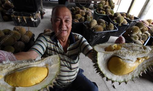 MUSIM DURIAN