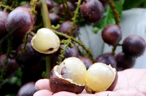 PG06_24072012_BUAH