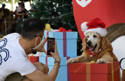 PG05_24122021_ANJING
