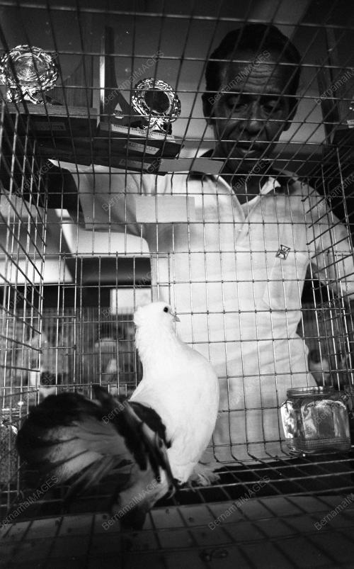 PG06_26012015_PESTA_BURUNG