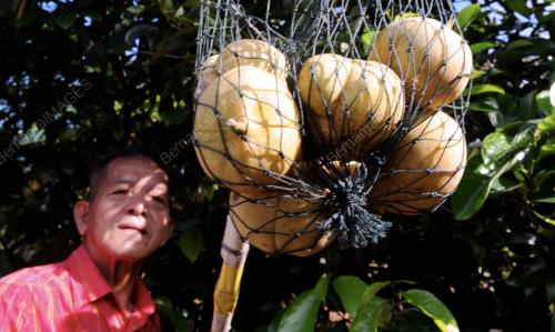 PG06_26112015_BUAH_PALA