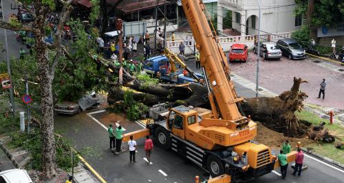 POKOK TUMBANG ATAS KERETA