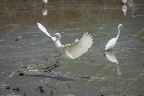 BURUNG BANGAU