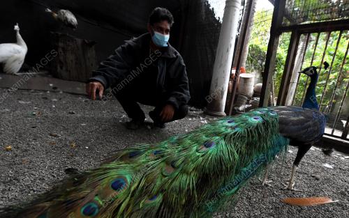 PELIHARA BURUNG MERAK