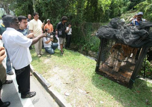 HARIMAU DIPINDAH