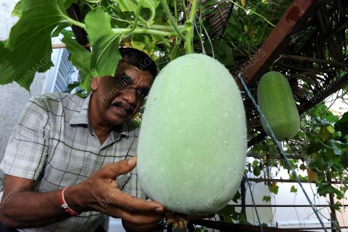 PG07_01062016_POKOK_KUNDUR