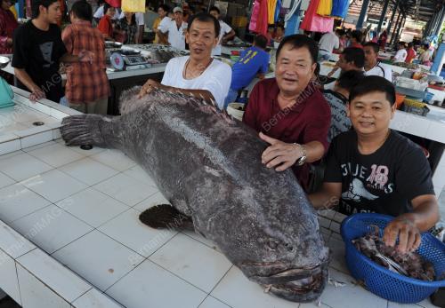 IKAN GERGASI
