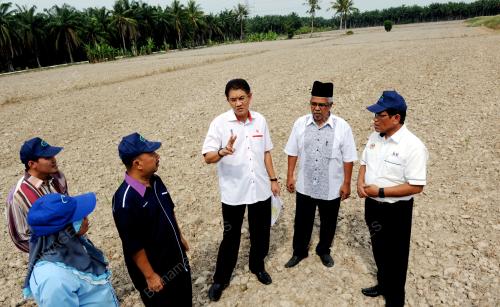 PG07_07042016_SAWAH_PADI