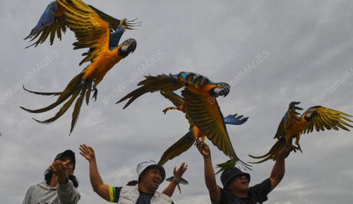 BURUNG KAKAK TUA