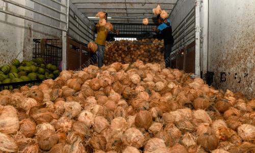 KELAPA THAIPUSAM