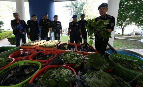 PG07_08042019_DAUN_KETUM_BN201902251564