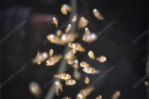 PEMBIAKAN IKAN INGGU (CLOWNFISH)