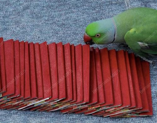 PG07_10022012_BURUNG_NASIB