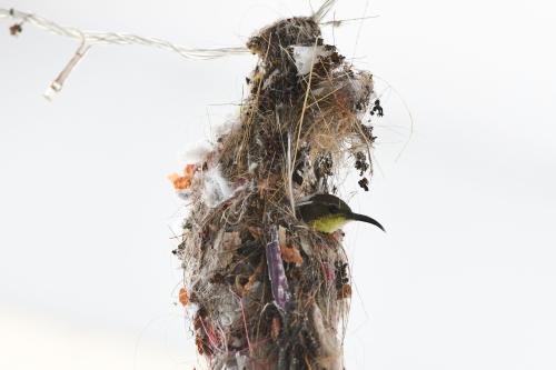 BURUNG KELICAP