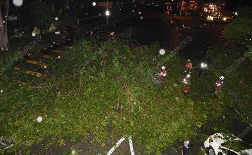PG07_10082019_POKOK_TUMBANG