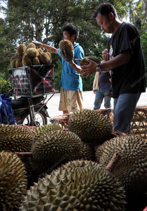PG07_11062013_PERIKSA_DURIAN
