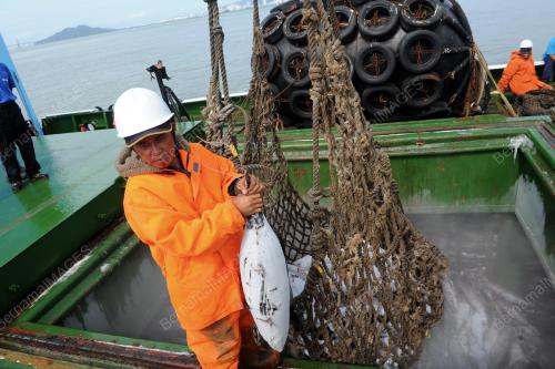 PG07_11092017_TUNA_IKAN