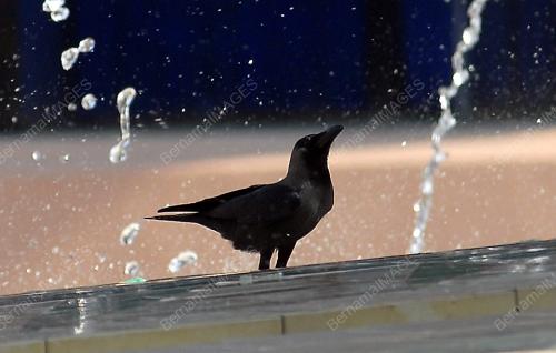 PG07_13032016_BURUNG