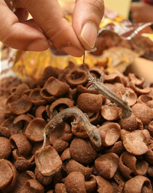 CICAK DALAM BIJIRAN