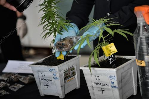 RAMPASAN POKOK GANJA
