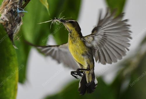 BURUNG KELICAP BUKIT