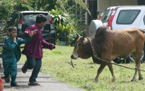 SAMBUTAN AIDILADHA