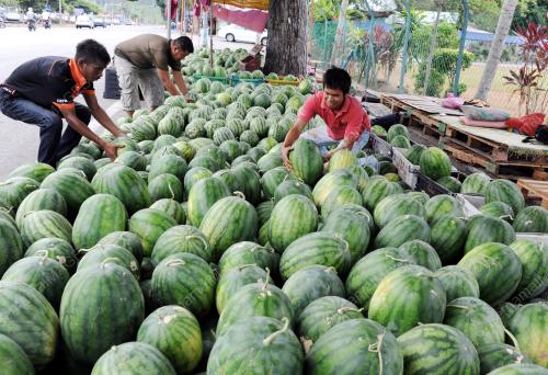 PG07_18022014_BUAH_KEMARAU
