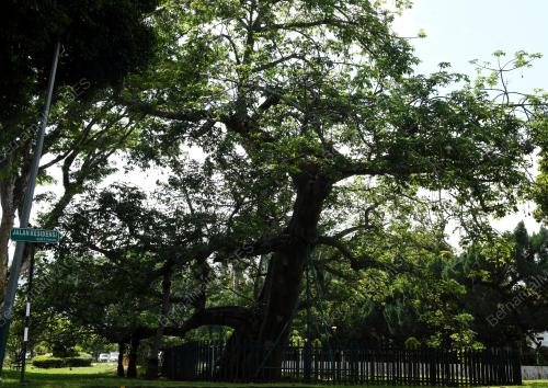 POKOK TERTUA