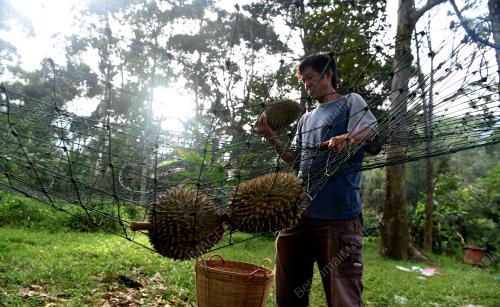 PG07_18072018_KUTIP_DURIAN
