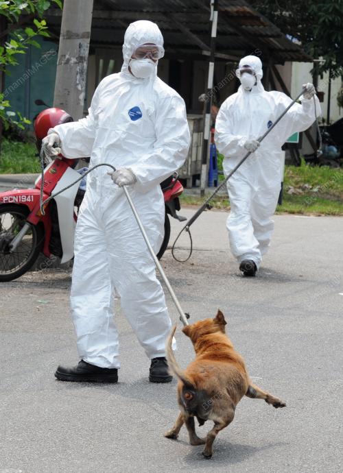 PG07_19092015_ANJING_GILA