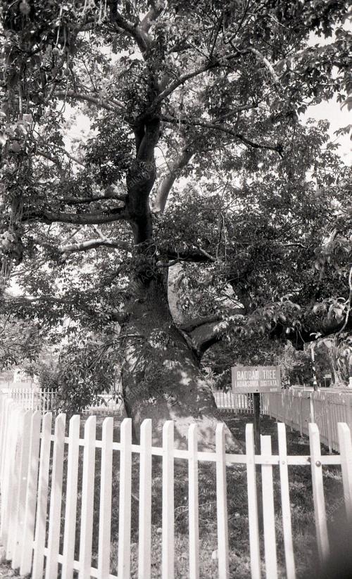 PG07_220390_POKOK