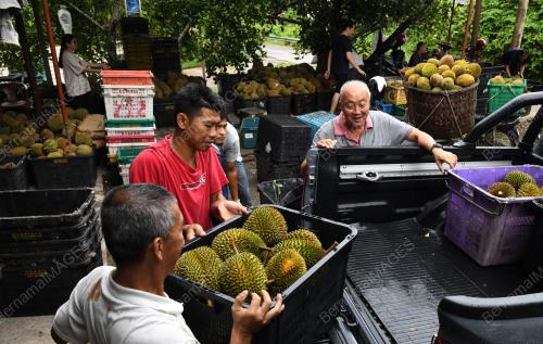 RAJA BUAH
