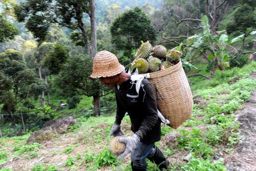 PG07_23062015_ANGKUT_DURIAN