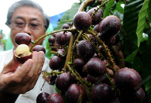 PG07_24072012_BUAH_LONGAN