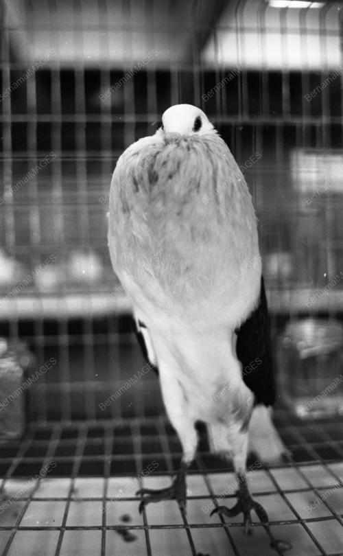 PG07_26012015_PESTA_BURUNG
