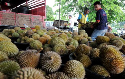 PG07_26052014_PEKERJA_DURIAN