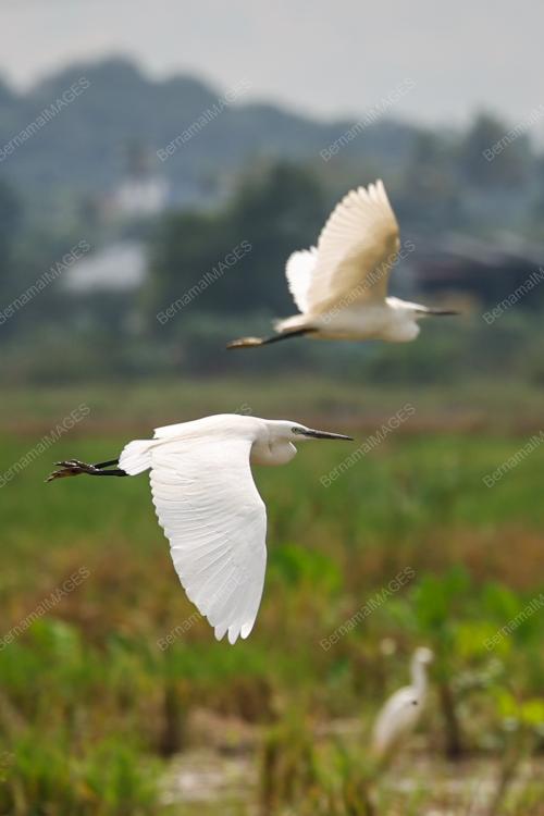 BURUNG BANGAU