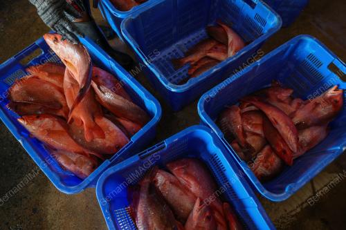 SANGKAR IKAN
