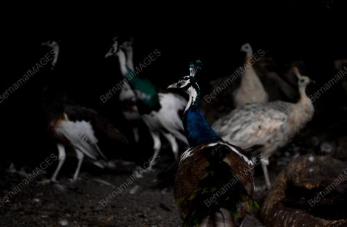PELIHARA BURUNG MERAK
