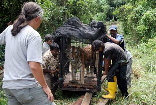 HARIMAU DIPINDAH