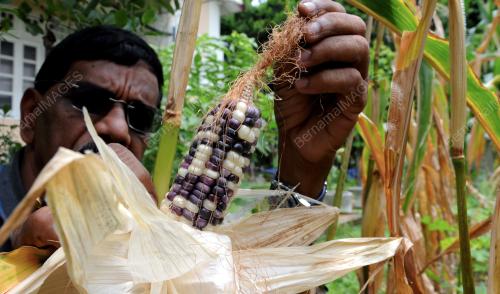 PG08_05082014_JAGUNG_WARNA