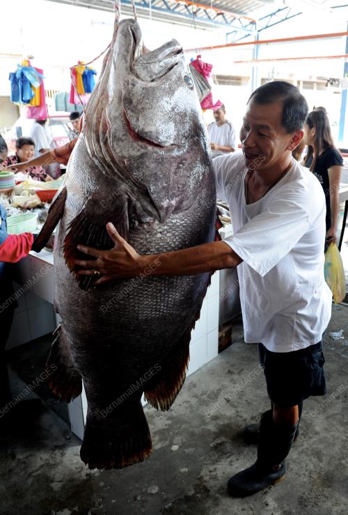 IKAN GERGASI
