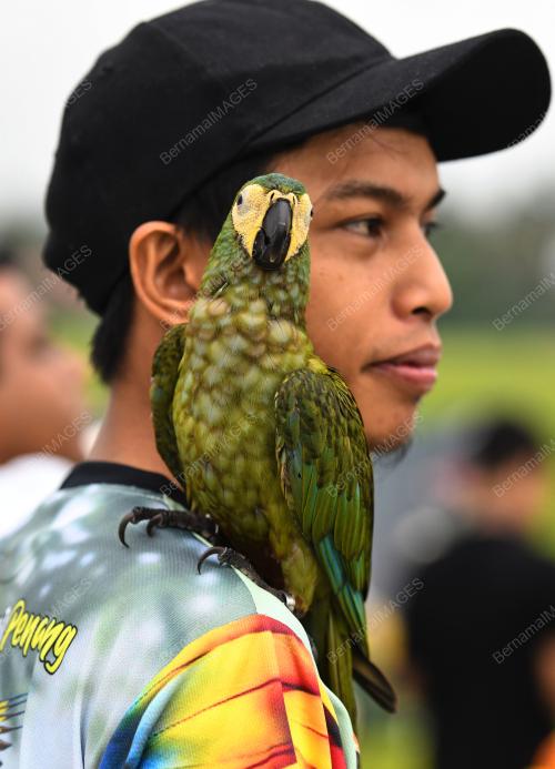 BURUNG KAKAK TUA