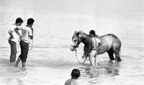 PG08_08052019_KUDA_BERENANG
