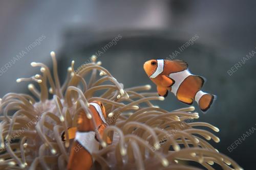 PEMBIAKAN IKAN INGGU (CLOWNFISH)