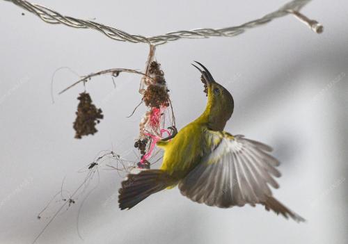 BURUNG KELICAP