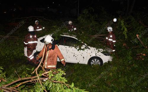 PG08_10082019_KERETA_POKOK