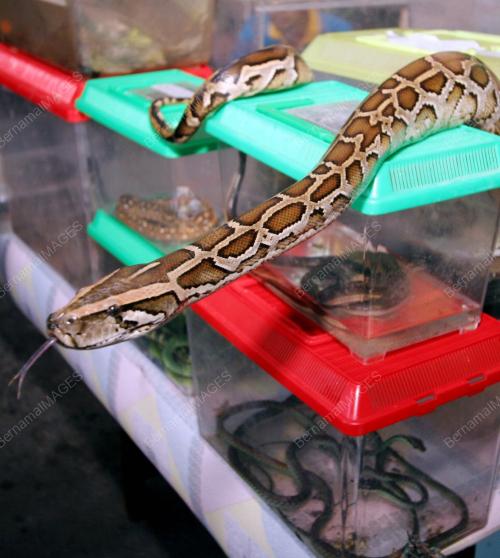 RAMPASAN REPTILIA