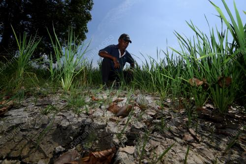 SAWAH PADI KERING